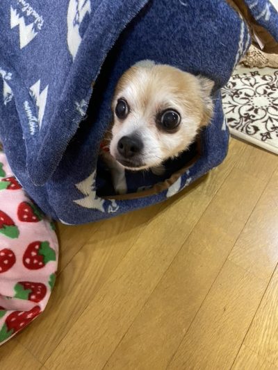 dog